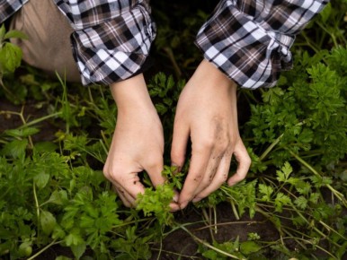 Гербициды: ваши помощники в борьбе с сорняками