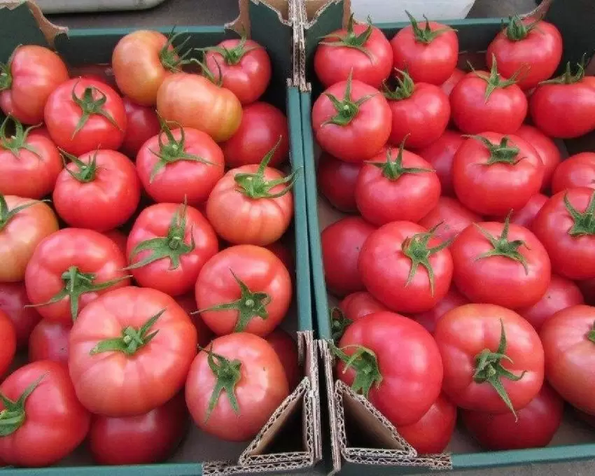 Томат Pink Manи: как вырастить розово?мясистые плоды с ранним урожаем