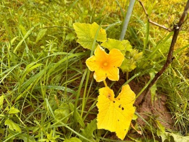 Как добиться шикарного урожая тыквы: 7 секретов для дачников