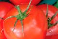 Томаты Драгоценность: секреты популярности и выращивания в домашних условиях