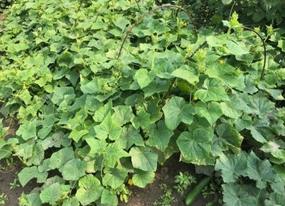 Секреты успешного урожая огурцов