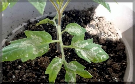 Секреты успешного выращивания рассады: новейшие советы и рекомендации