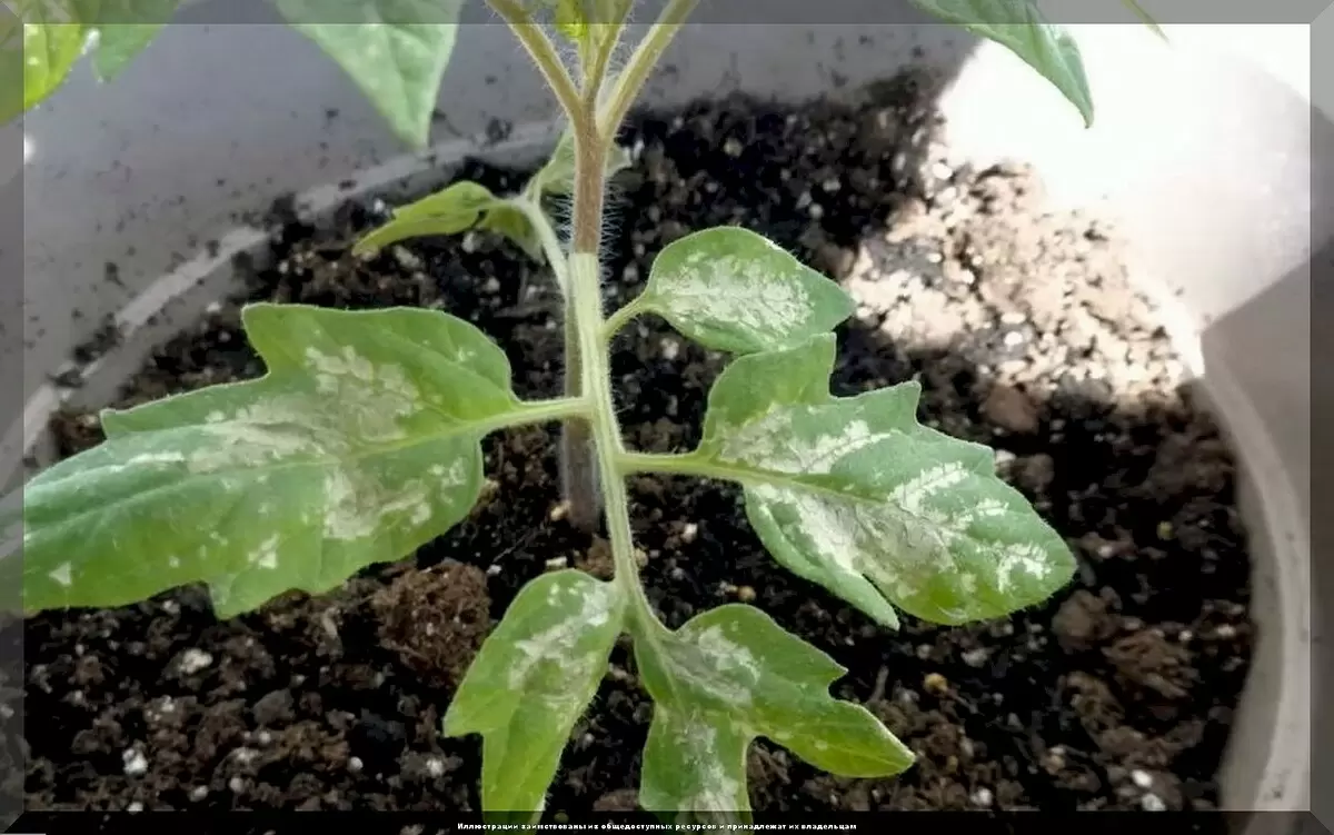 Секреты успешного выращивания рассады: новейшие советы и рекомендации