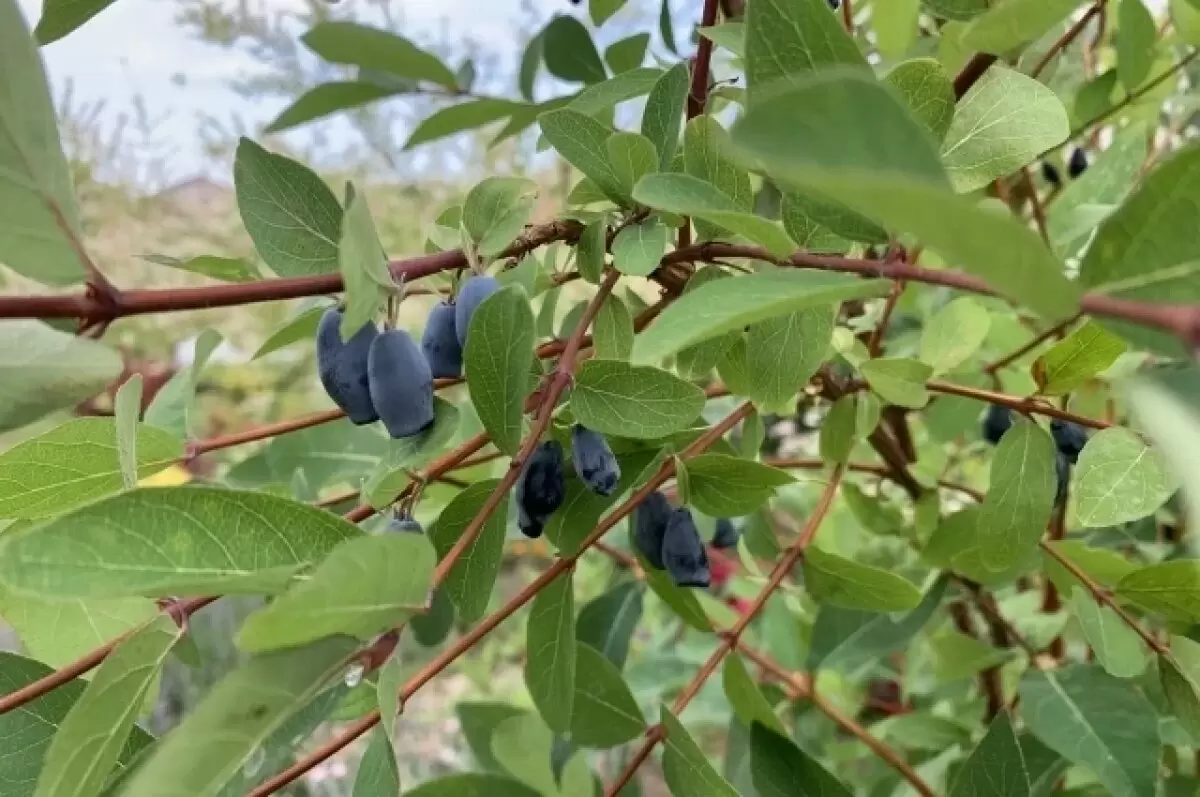 Жимолость: как вырастить молодильные ягоды для здоровья и удовольствия