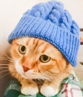 Как рыжие кошки находят общий язык с комнатными растениями