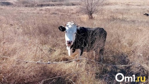 Ситуация с говядиной в Новосибирске: дефицита не предвидится