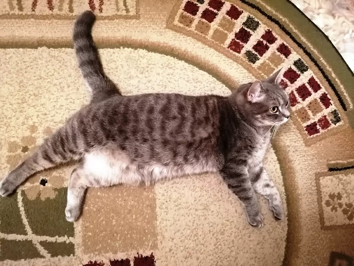 Как расшифровать язык кошек: звуки и поведение