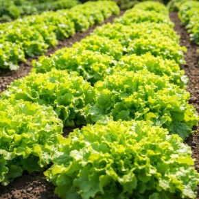 Почему салат может стать горьким: причины и советы по уходу