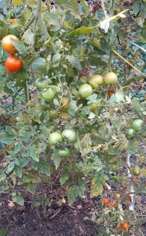 Как эффективно восстановить грядки после фитофторы: советы для садоводов