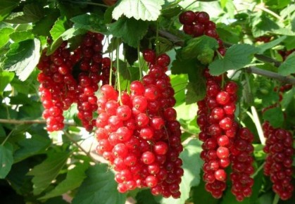 15 ������ ������� ��������� ��� �������� �������