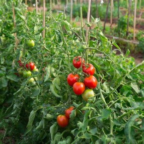 Как заставить зеленые помидоры быстро созревать перед заморозками