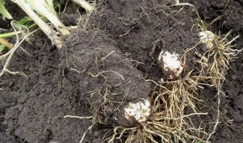 Секреты успешной пересадки лилий: когда и как делить эти прекрасные цветы