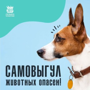 Внимание, жители Чукотки!. Хотим напомнить о важности ответственного поведения владельцев домашних питомцев