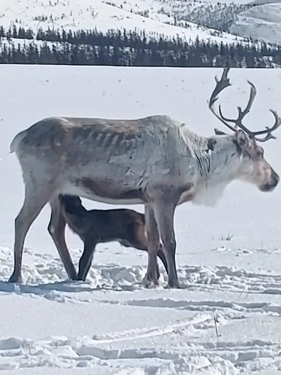 В оленеводческих хозяйствах Анадырского муниципального округа начался весенний сезон рождения телят В оленеводческих хозяйствах Анадырского муниципального округа начался весенний сезон рождения телят