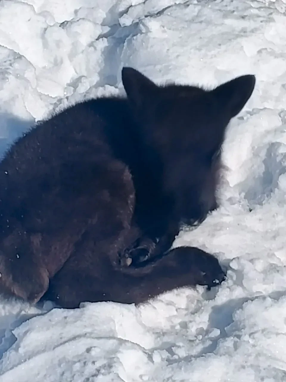 В оленеводческих хозяйствах Анадырского муниципального округа начался весенний сезон рождения телят В оленеводческих хозяйствах Анадырского муниципального округа начался весенний сезон рождения телят