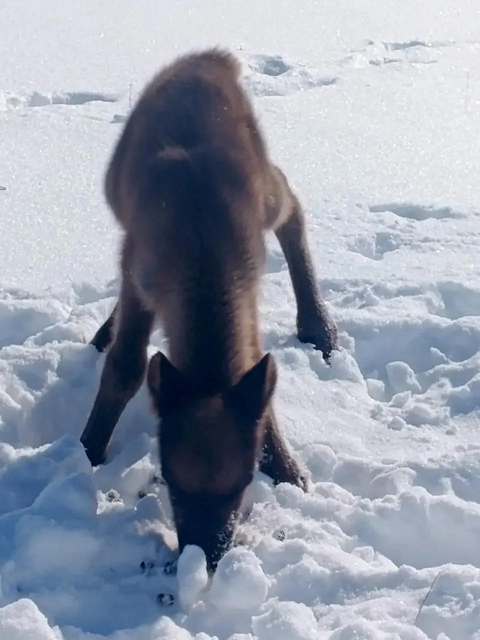В оленеводческих хозяйствах Анадырского муниципального округа начался весенний сезон рождения телят В оленеводческих хозяйствах Анадырского муниципального округа начался весенний сезон рождения телят