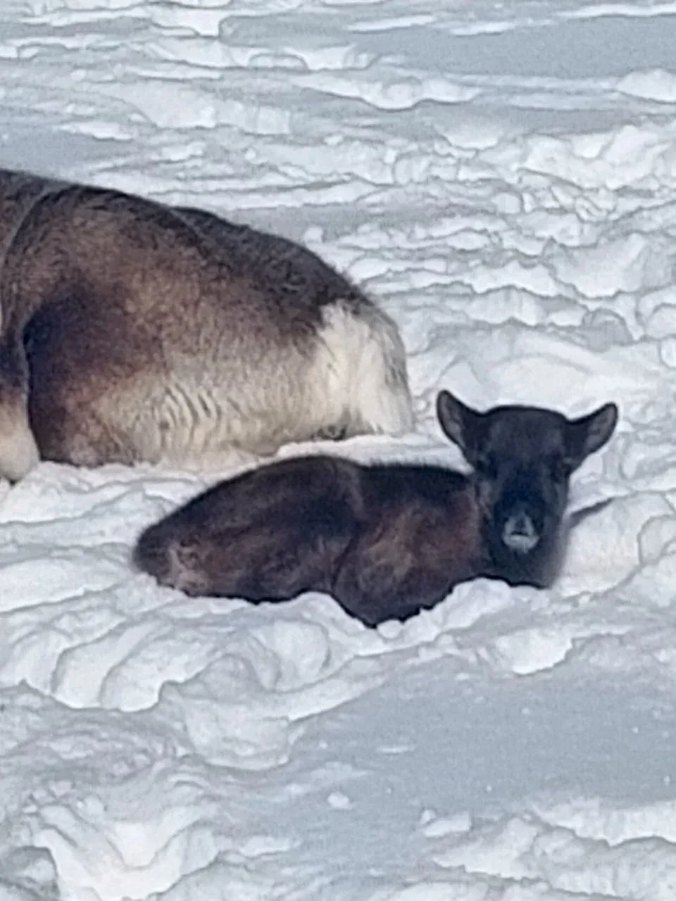 В оленеводческих хозяйствах Анадырского муниципального округа начался весенний сезон рождения телят