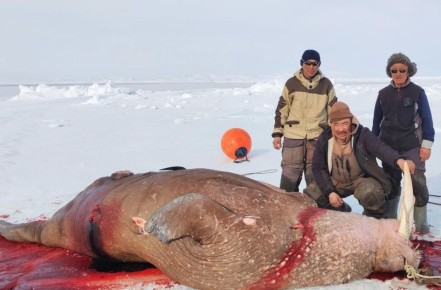 Первого в округе моржа добыли лоринские морзверобои
