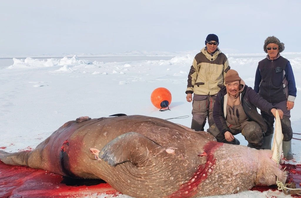 Первого в округе моржа добыли лоринские морзверобои