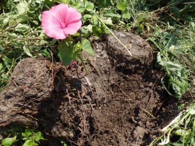 ��� �������� ���������� �� �������� �� ������ �������