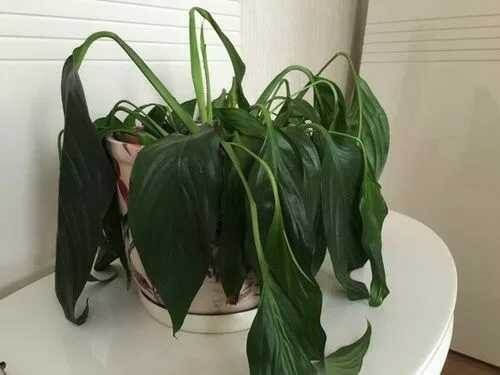 ������� ���������� �������� ��������