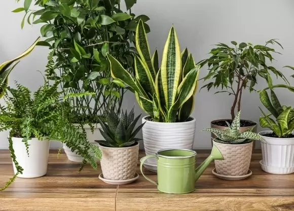 Пробуждение зелени: как весной подкормить комнатные растения