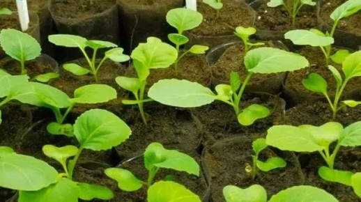 Как сохранить рассаду здоровой в феврале