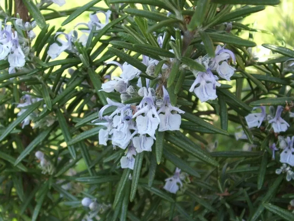Как легко укоренить розмарин: секреты успешного размножения
