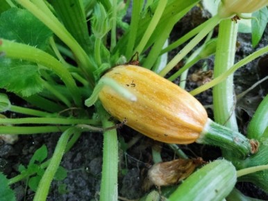 ��� ������ ������� �� ������ � ����� �����: ������ � ����