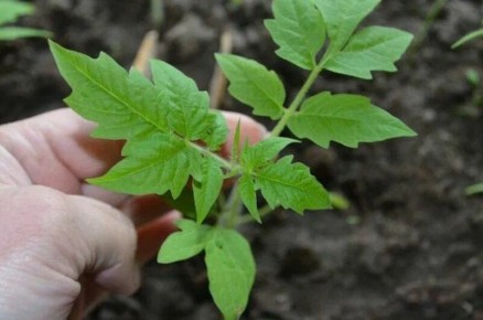 ������ ��� �������: ��� ������ � �������� ����� � ��� ���������