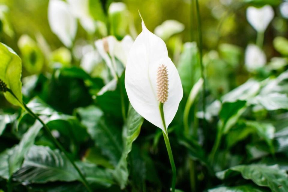 ���� �� ������������� �����: ������� ���������� ������ ���������