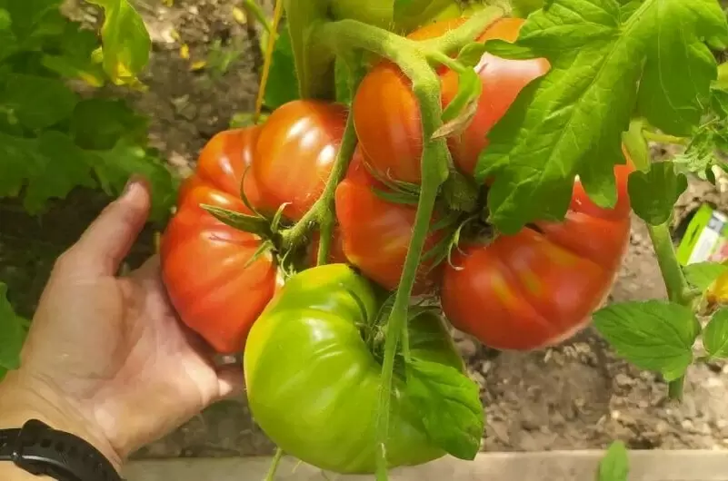 Как добиться сладких и быстрых помидоров: простые советы огородников
