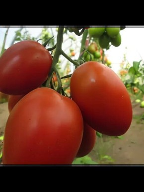 ����� ������� �������: ������� ���������� ������ �� �������