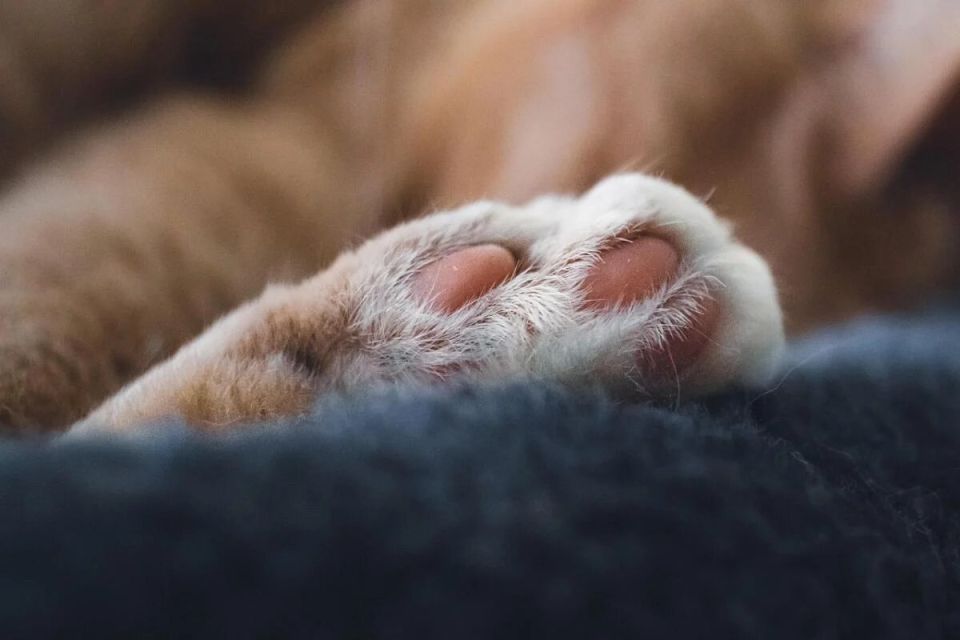 ��������� �� ������: ���������� ����� �������� ��������