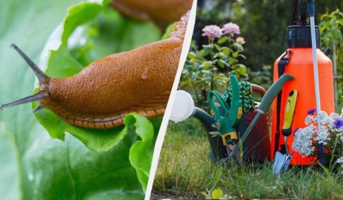 ��� �������� ��� �� �������: ������� � ����������� ������