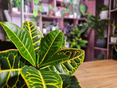 ������: ���� � ���������� ����� �� ���������� ���������