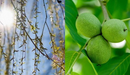 �������, ������� ����� ��������� ������ ����