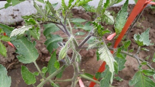 ��� �������� ������ �� ��������� �������: ������ ��� ��������