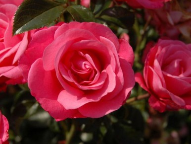 ������� ���: ����� ������ �������� � �������� ������