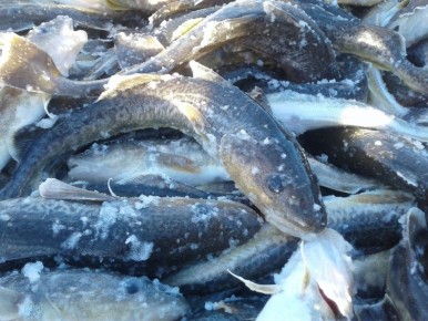 ��� �������� ���������� ���� ������� �����: ����� ������ ��� �������