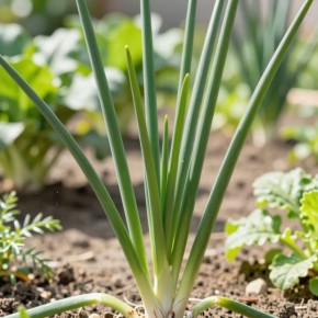 ��� ������� ������������ ����� ��� ��������� ������ ����