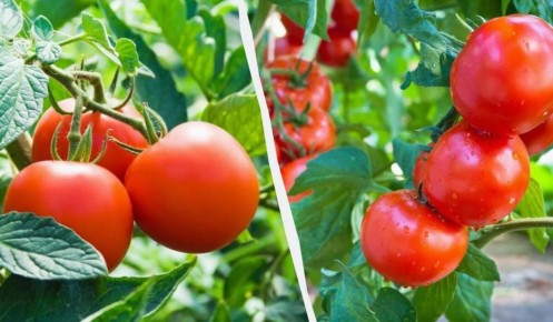 ���� ����� ������� ������ ���������, ������� ����� �������� � ���� ����