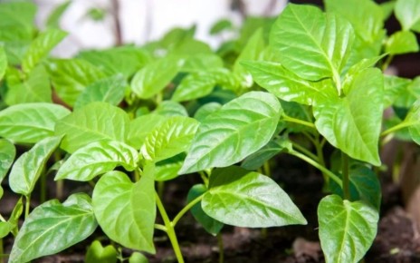 ��� ��������� ���������� ������� ����� � �������� unpredictable ������