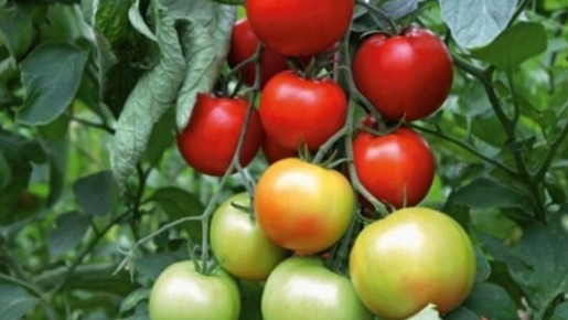 ������� ����: 5 ������������ ���������, ������� ������� ��� ������ ������