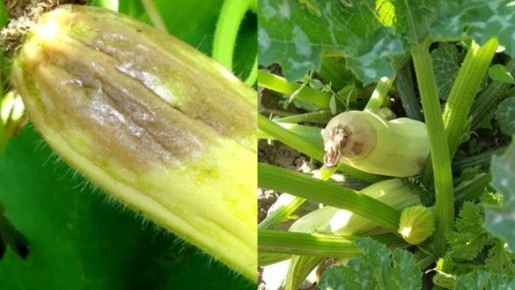 ��� ������� ��������� ������ ������ �������� �� �����