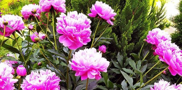 ����� �����������: ������ �� ����� ������