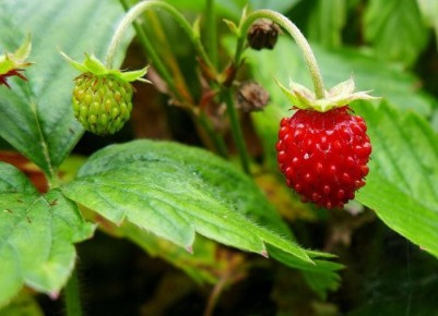 ��� �������� ��������� � ������ �� ��������� �����������: ������ � ������������