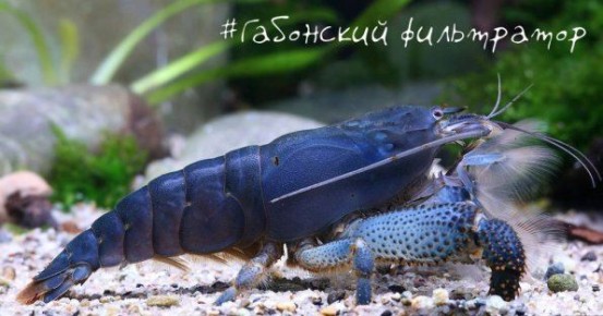 �������� ��������� ����������