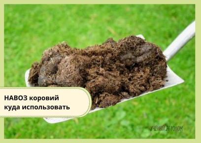 ������� �����: ��� ����� ����� � ��� �������������