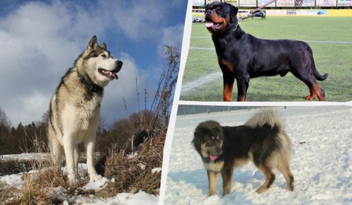 ���-10 ����� ������� ����� �����: ��� ������� ��� ����� �����?